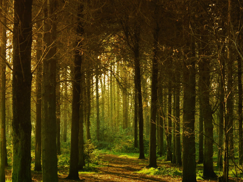 What Is A Woodland Burial? Natural Burial & Green Funerals Funeral